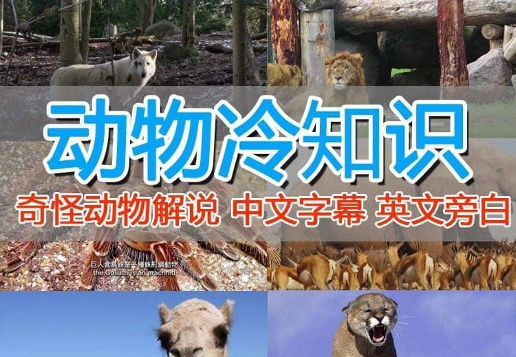 外面卖1699的国外纪录片解说（动物解说、美食、动画片）稳过中视频-PONCC-Ai时代